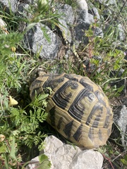 Testudo hermanni