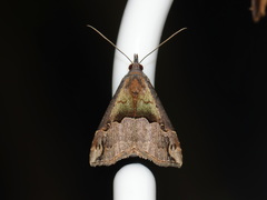 Hypena indicatalis
