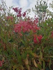 Rumex usambarensis