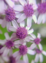 Pericallis papyracea