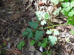 Chaerophyllum nodosum
