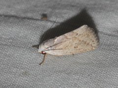 Urbona dentilinealis