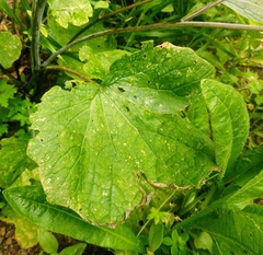 Pericallis papyracea