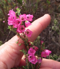 Erica axilliflora