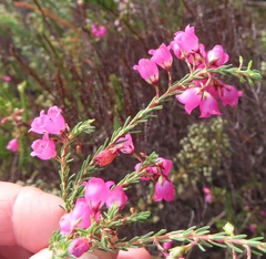 Erica axilliflora