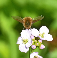 Bombylius fimbriatus