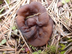 Gyromitra melaleuca