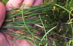 Hypodiscus willdenowia