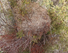 Crematogaster peringueyi