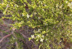Lachnaea axillaris