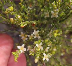 Lachnaea axillaris