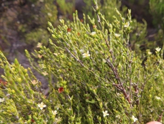 Lachnaea axillaris