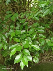 Syzygium formosanum