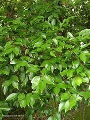 Syzygium formosanum