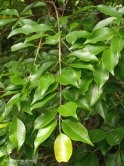 Syzygium formosanum