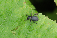 Liparus glabrirostris