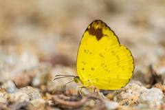 Eurema simulatrix tecmessa