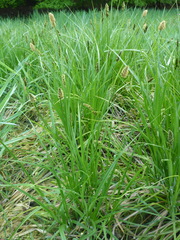 Carex vulpina