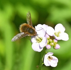 Bombylius fimbriatus