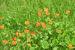 Geum coccineum