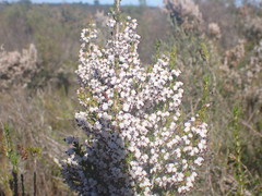 Erica simulans