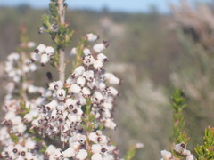 Erica simulans