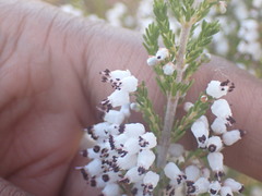 Erica simulans