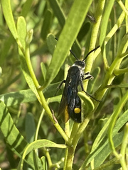 Laeviscolia frontalis