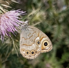 Lasiommata schakra