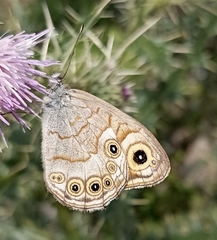 Lasiommata schakra