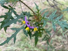 Solanum coracinum