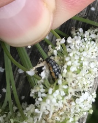 Depressaria daucella