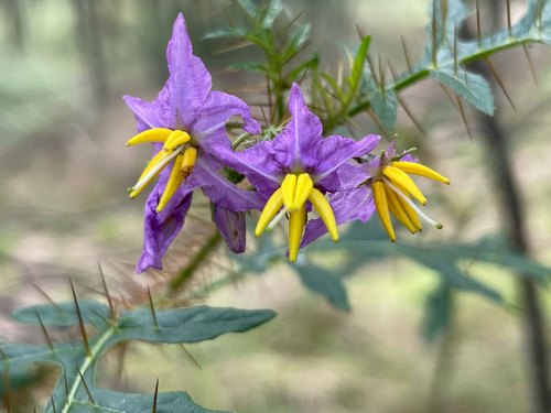 Solanum coracinum