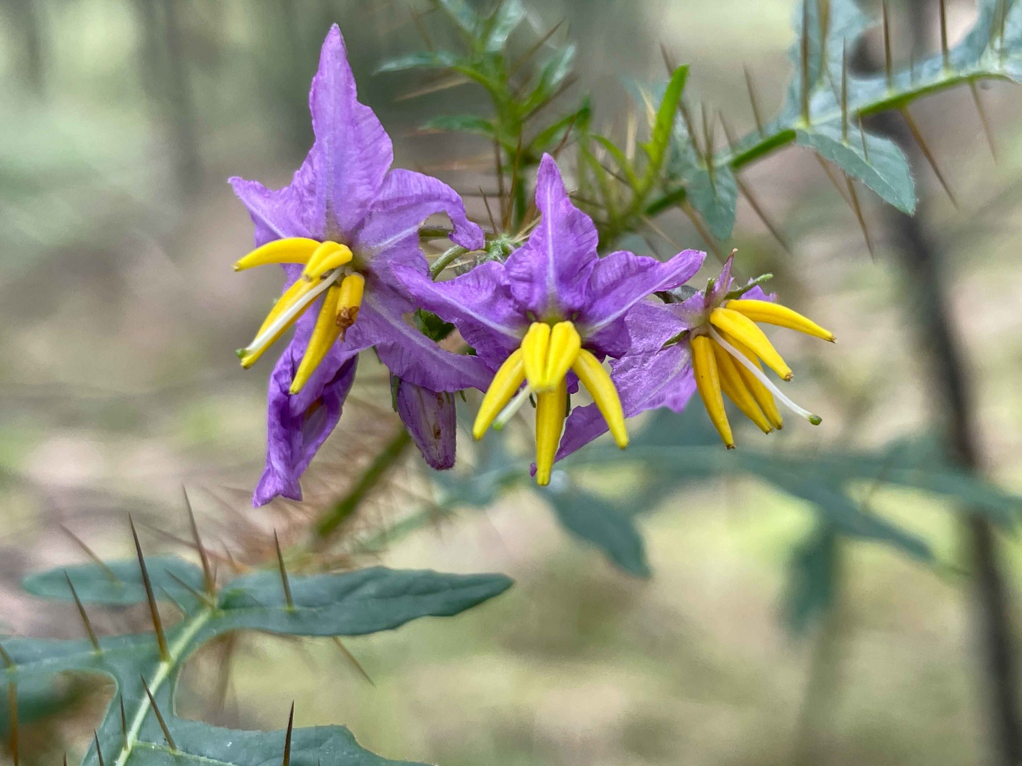 Solanum coracinum