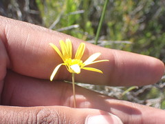 Euryops munitus