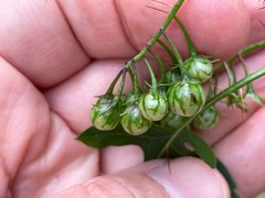 Solanum coracinum