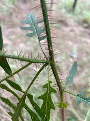 Solanum coracinum