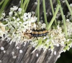 Depressaria daucella