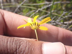 Euryops munitus