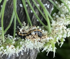 Depressaria daucella