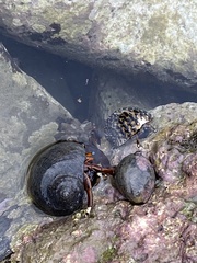 Calcinus laevimanus