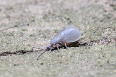 Coniopteryx