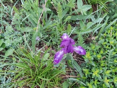Iris furcata