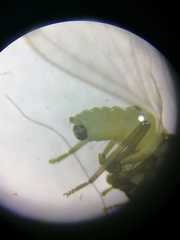 Coniopteryx