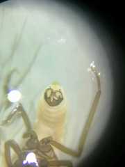 Coniopteryx