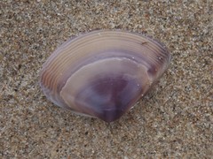 Austromactra contraria