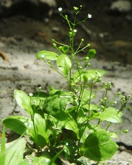 Samolus parviflorus