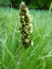 Carex vulpina