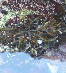 Bifurcariopsis capensis