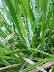 Carex vulpina